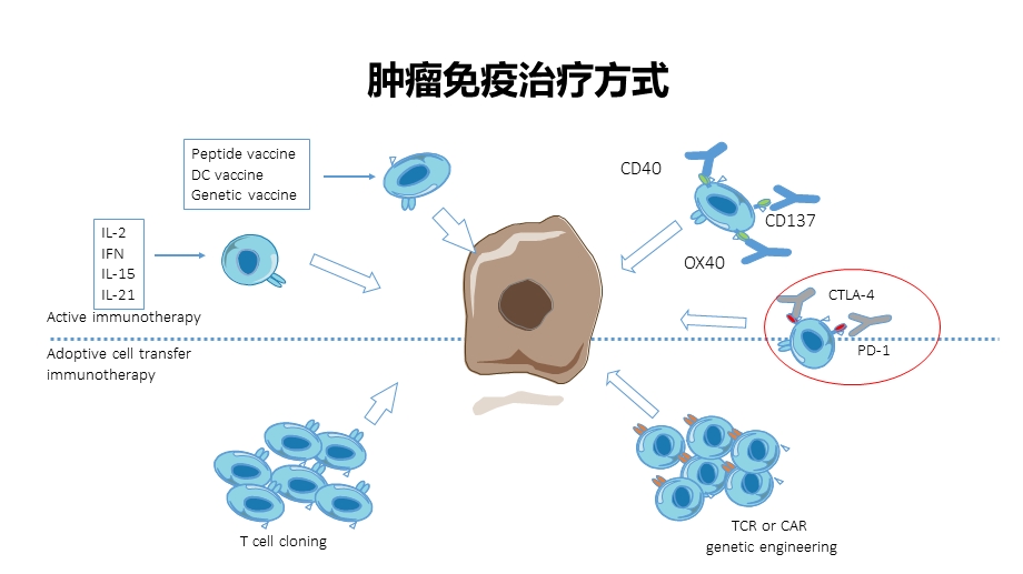 ASCO会后-肺癌免疫治疗进展.ppt_第3页