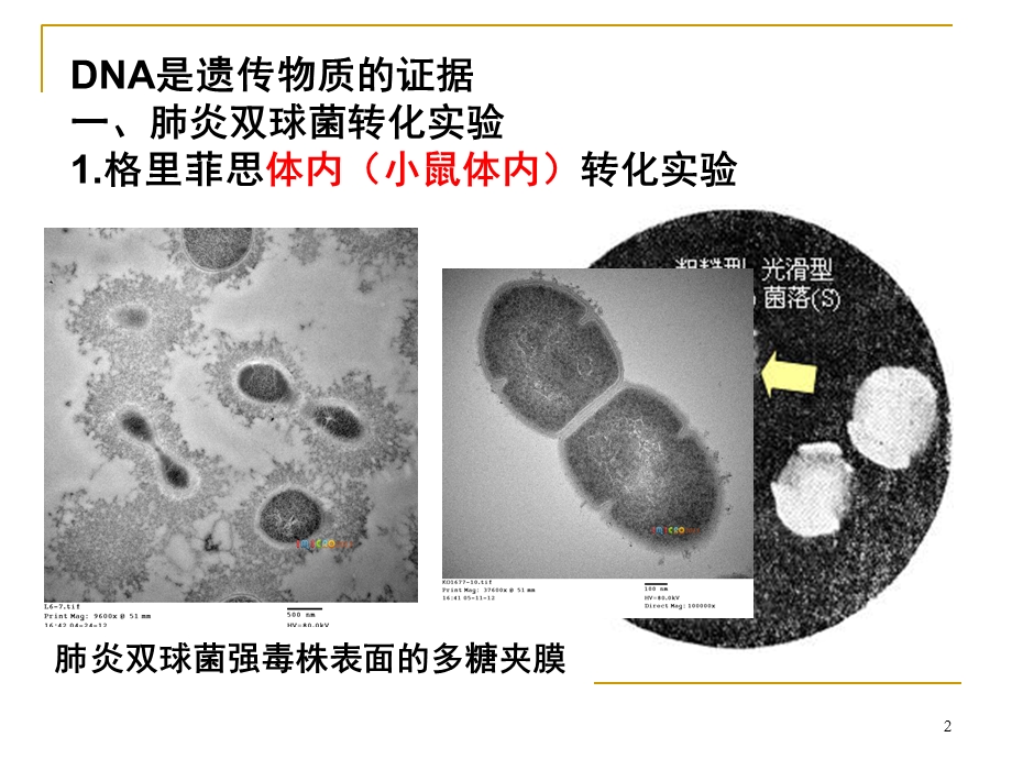 DNA是遗传物质的证据.ppt_第2页