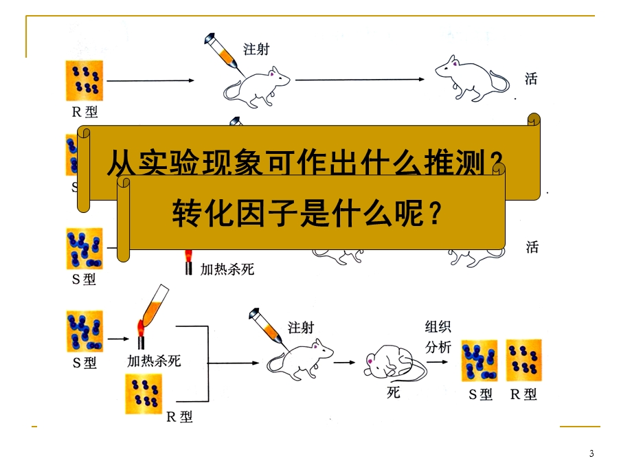 DNA是遗传物质的证据.ppt_第3页