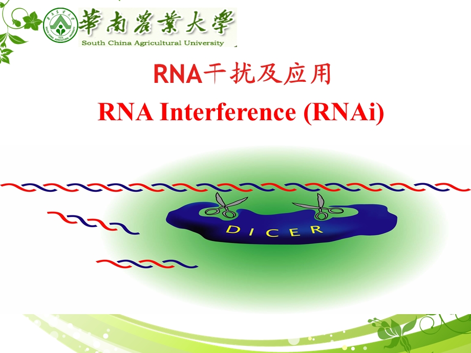 RNA干扰技术原理及应用.ppt_第1页