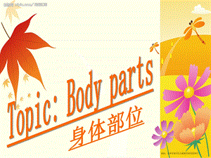 body-parts身体部位介绍.ppt