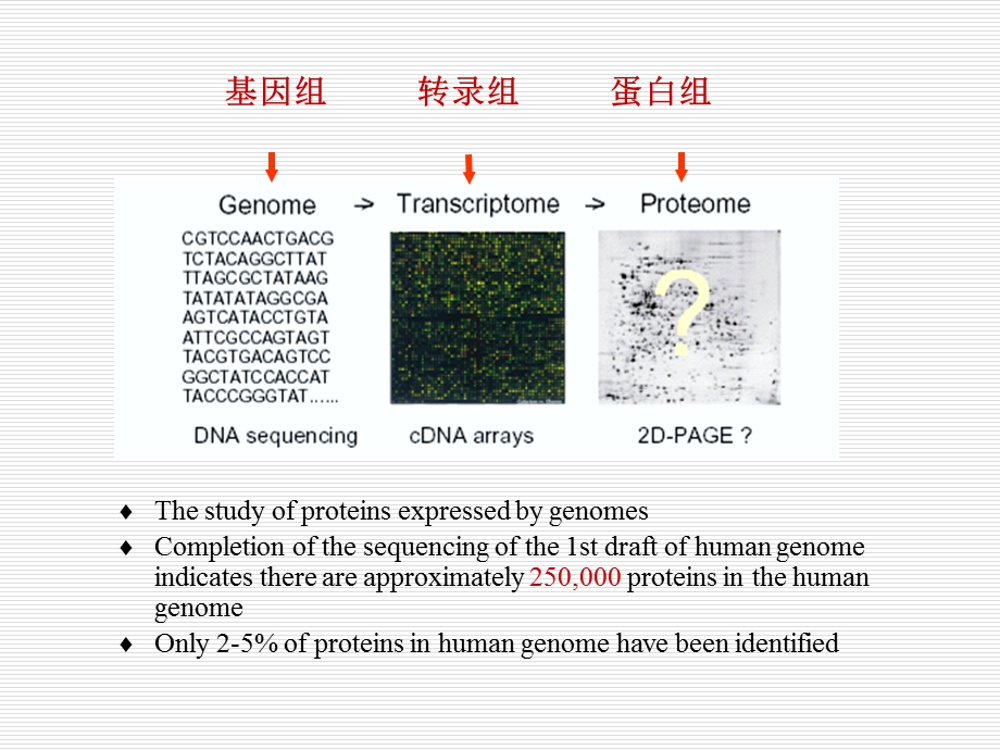 MiRNA与转录后调控.ppt_第3页