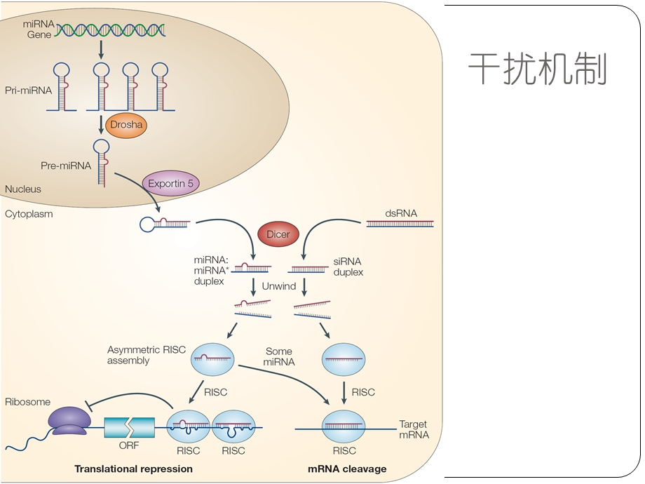 miRNA研究策略及技术.ppt_第3页