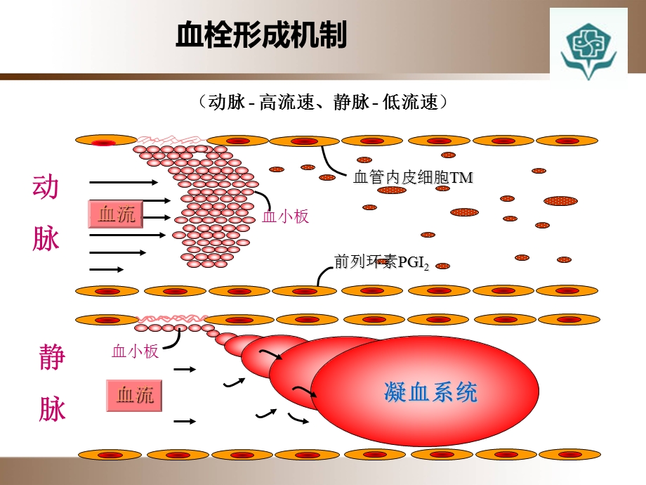 ICU抗凝药物合理应用.ppt_第2页