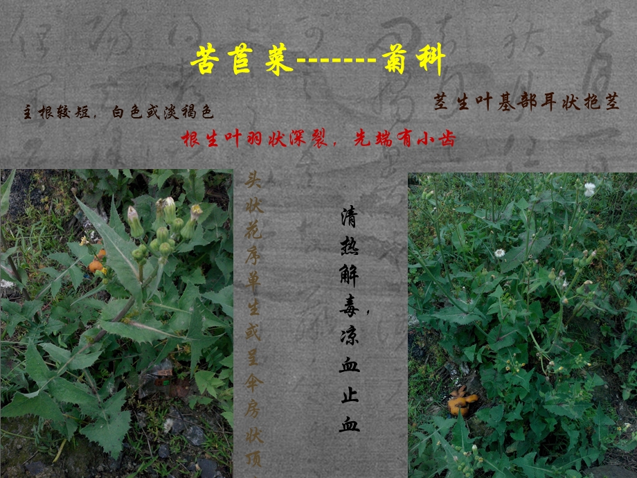 20种药用植物简介.ppt_第2页