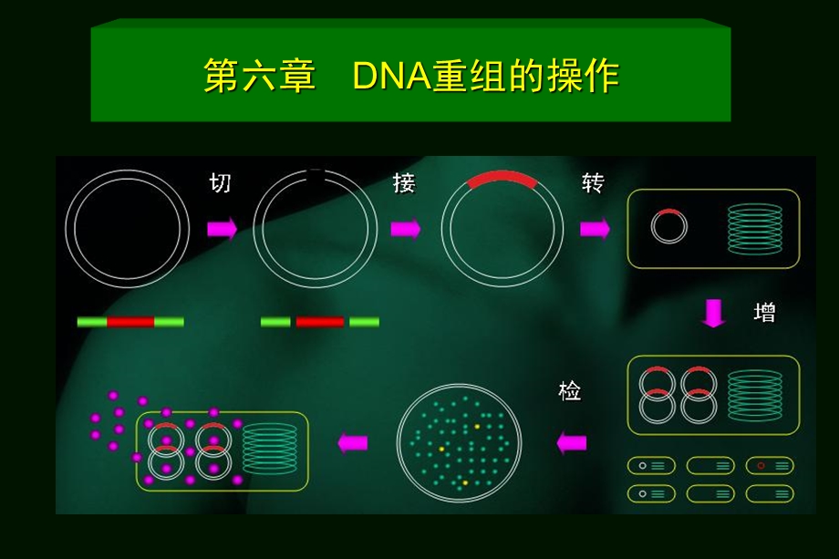 DNA重组的操作.ppt_第1页