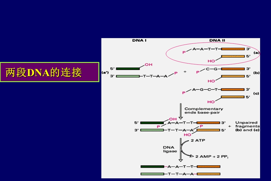 DNA重组的操作.ppt_第3页