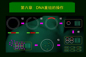 DNA重组的操作.ppt