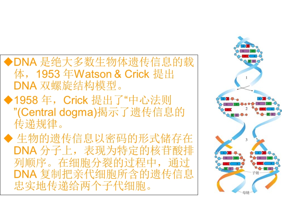 DNA复制的基本特征.ppt_第2页