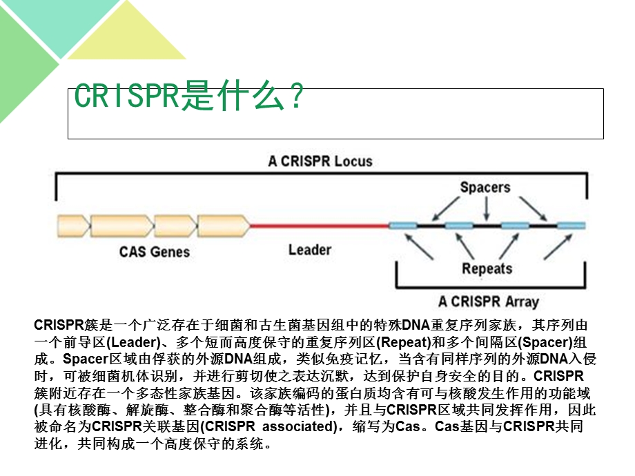 CrisperCas9技术介绍.ppt_第3页