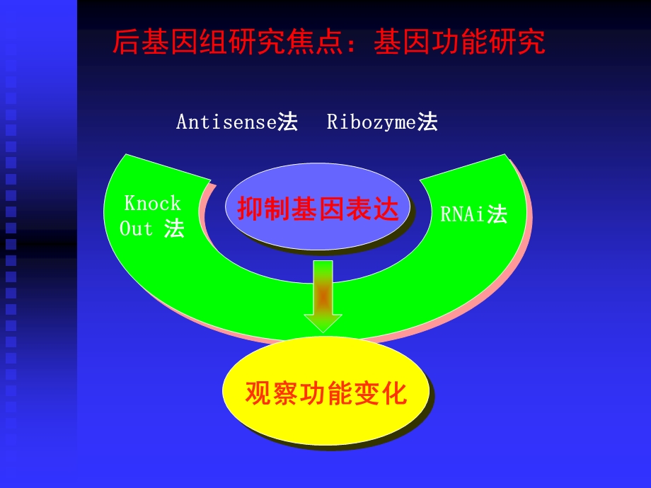 RNA干涉及其应用.ppt_第3页