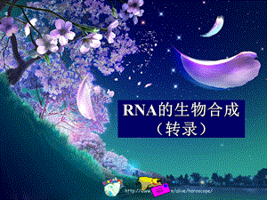 RNA的生物合成(转录).ppt