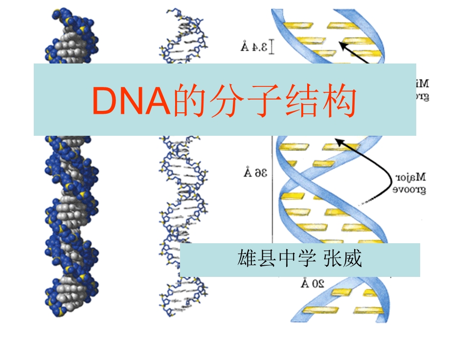 DNA的分子结构321xxz.ppt_第1页