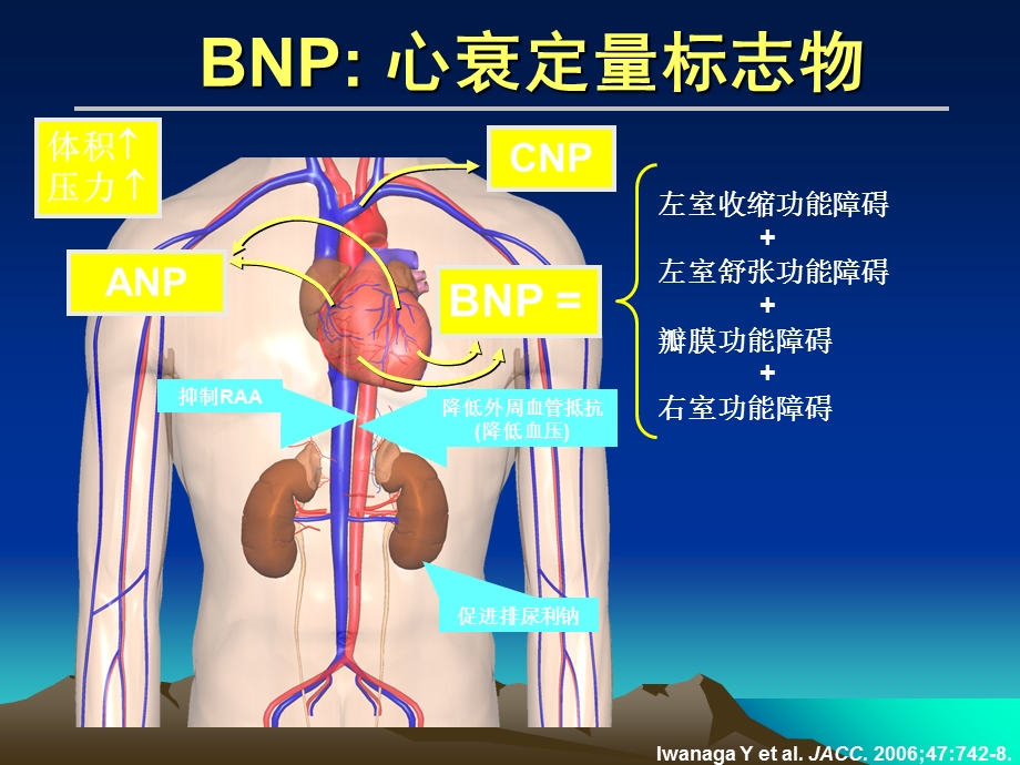 BNP检测的临床应用.ppt_第3页