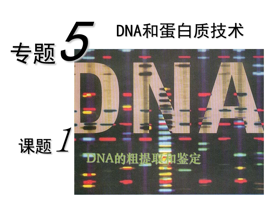 DNA和蛋白质的提取.ppt_第1页