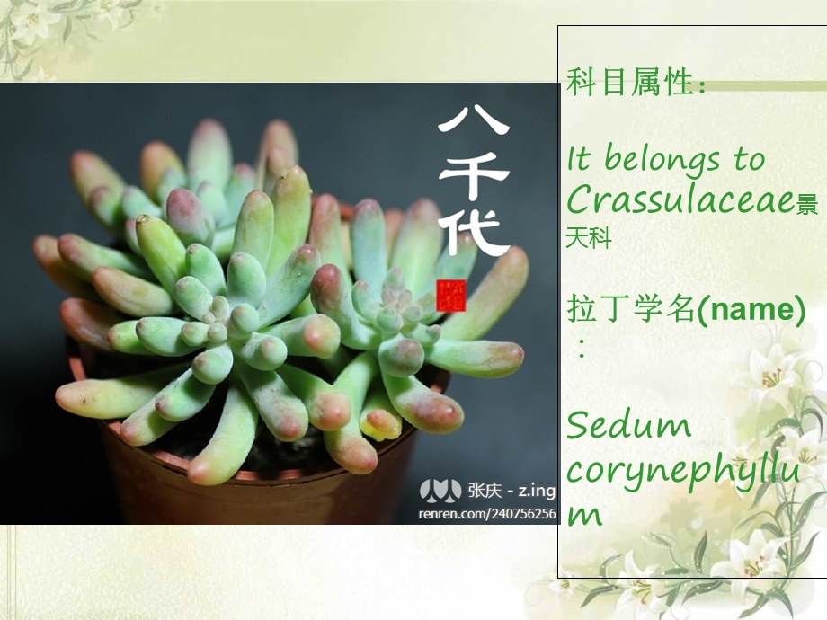 succulents多肉植物图片介绍英文.ppt_第3页