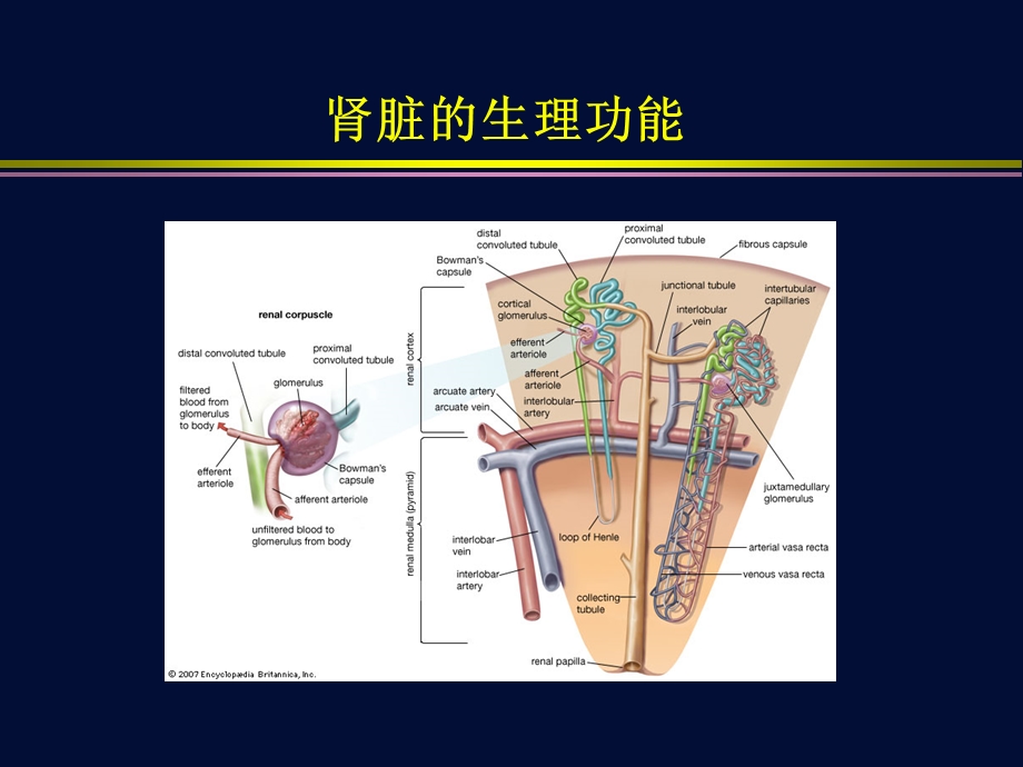 CVVH时治疗剂量的计算.ppt_第3页