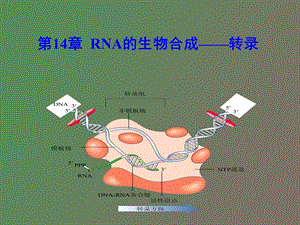 RNA的生物合成转录WJ.ppt