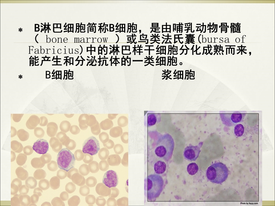 B淋巴细胞T淋巴细胞.ppt_第3页