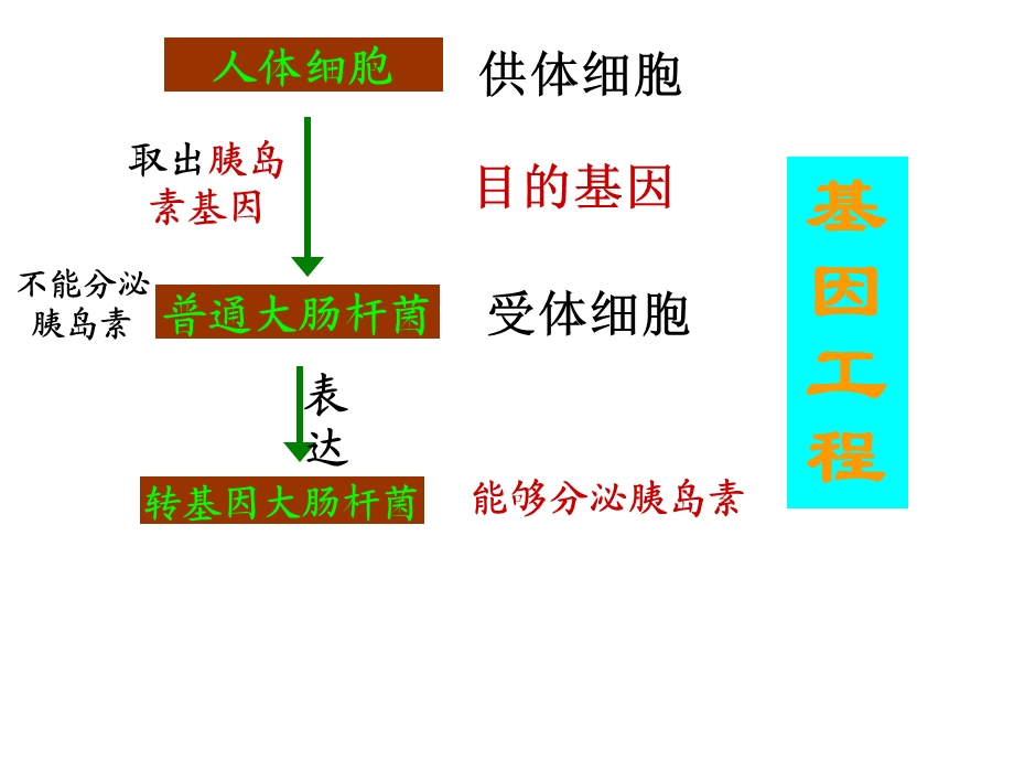 我的基因工程.ppt_第3页