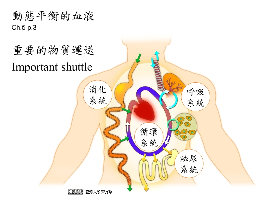 5生命的红河从循环及免疫系统看生命的奥秘.ppt_第3页