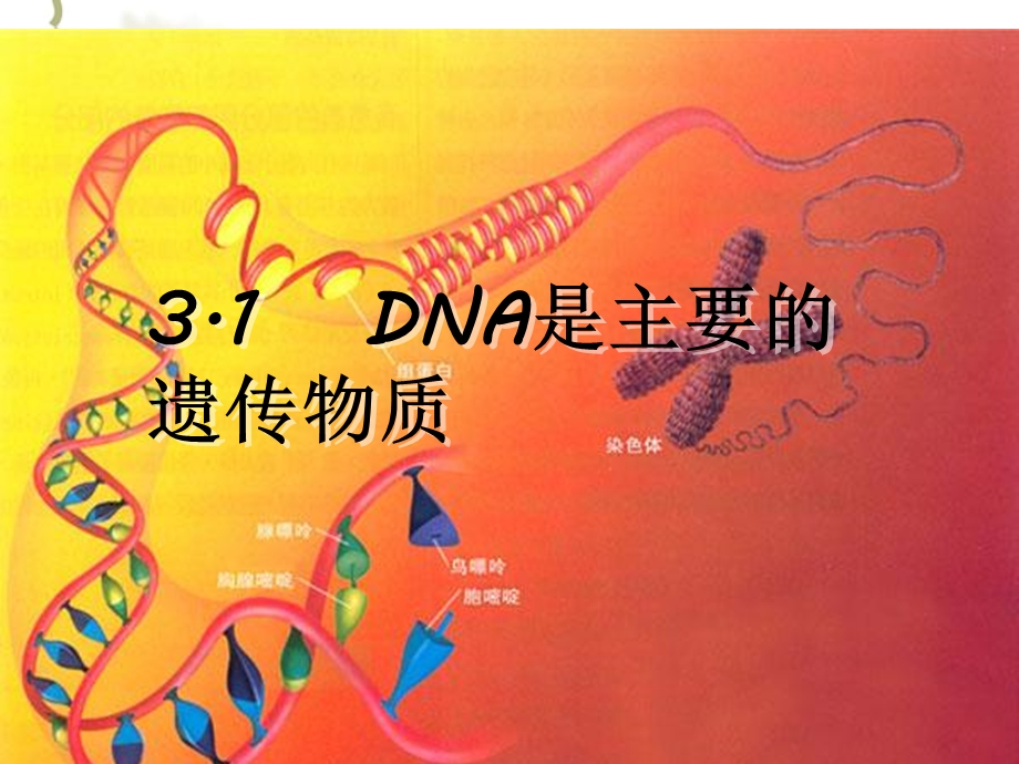 DNA是主要的遗传物质白慧涓.ppt_第2页