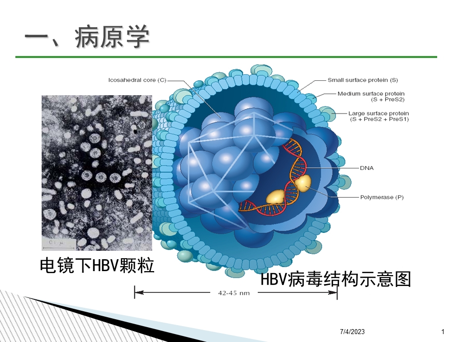 2015中国慢性乙肝防治指南.ppt_第1页