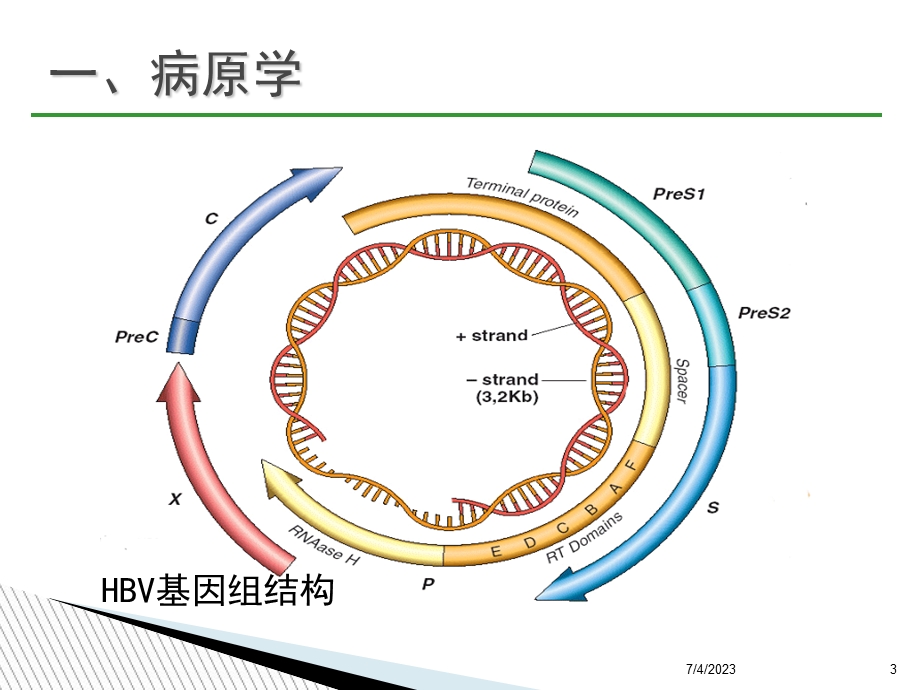 2015中国慢性乙肝防治指南.ppt_第3页