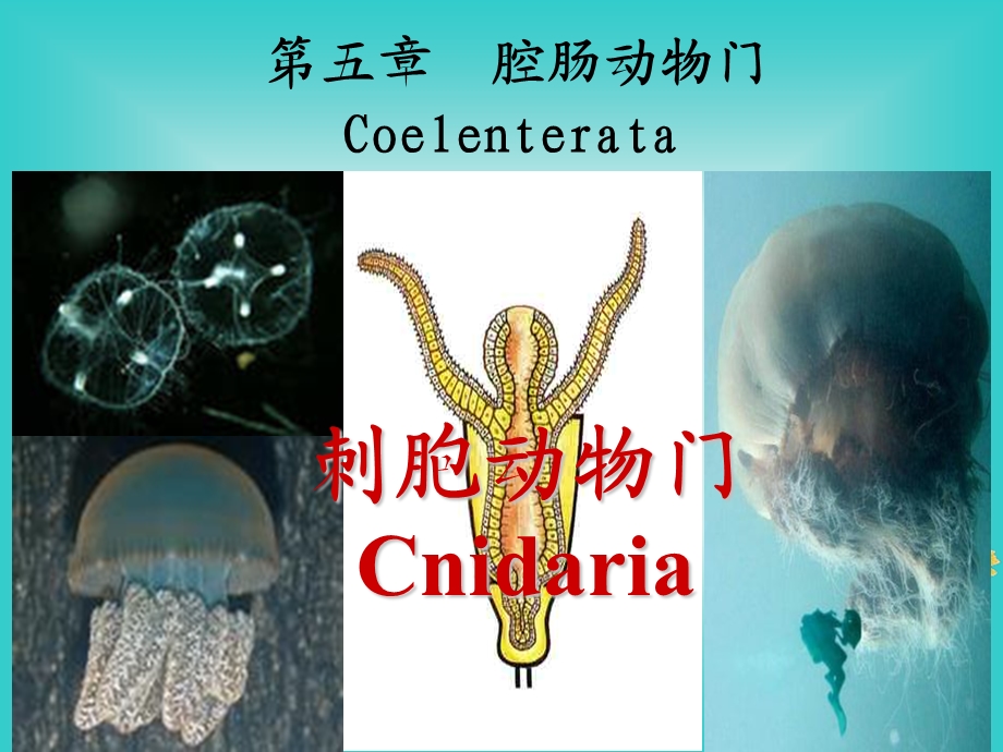 6第5章腔肠动物门Coelenterata.ppt_第1页