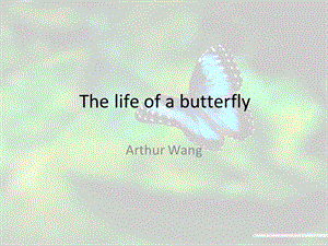 thelifeofabutterfly蝴蝶的生长过程.ppt