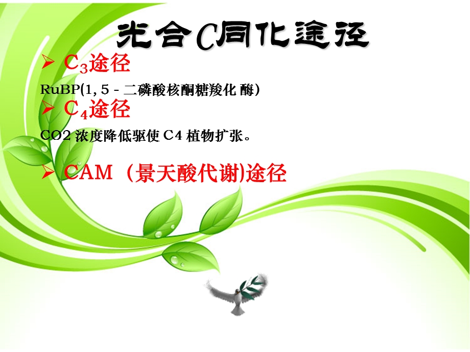 C3植物和C4植物比较.ppt_第2页