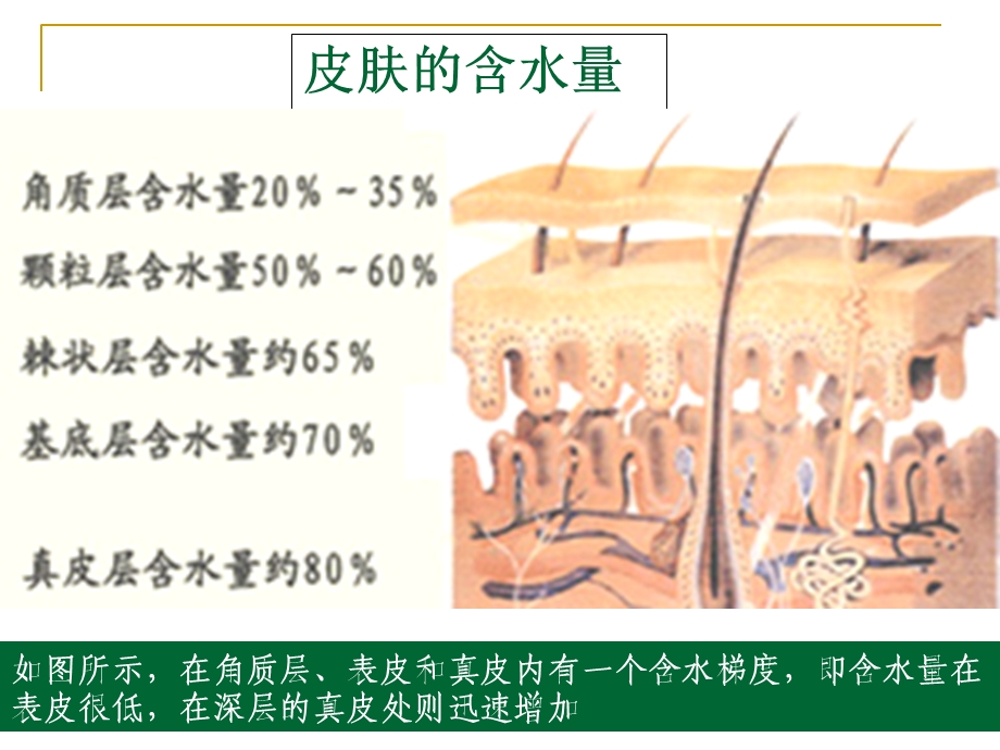 OEMODMP内部培训-保湿篇.ppt_第3页