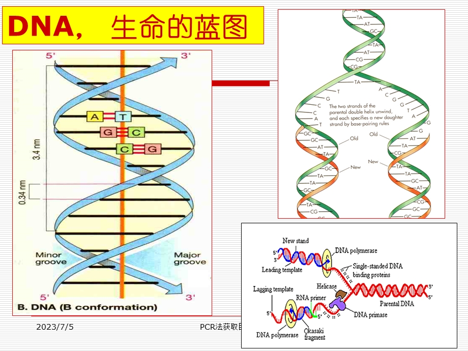 5第五章PCR法获取目的基因.ppt_第3页