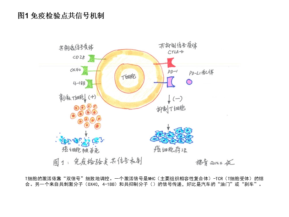 T细胞免疫图片.ppt_第1页