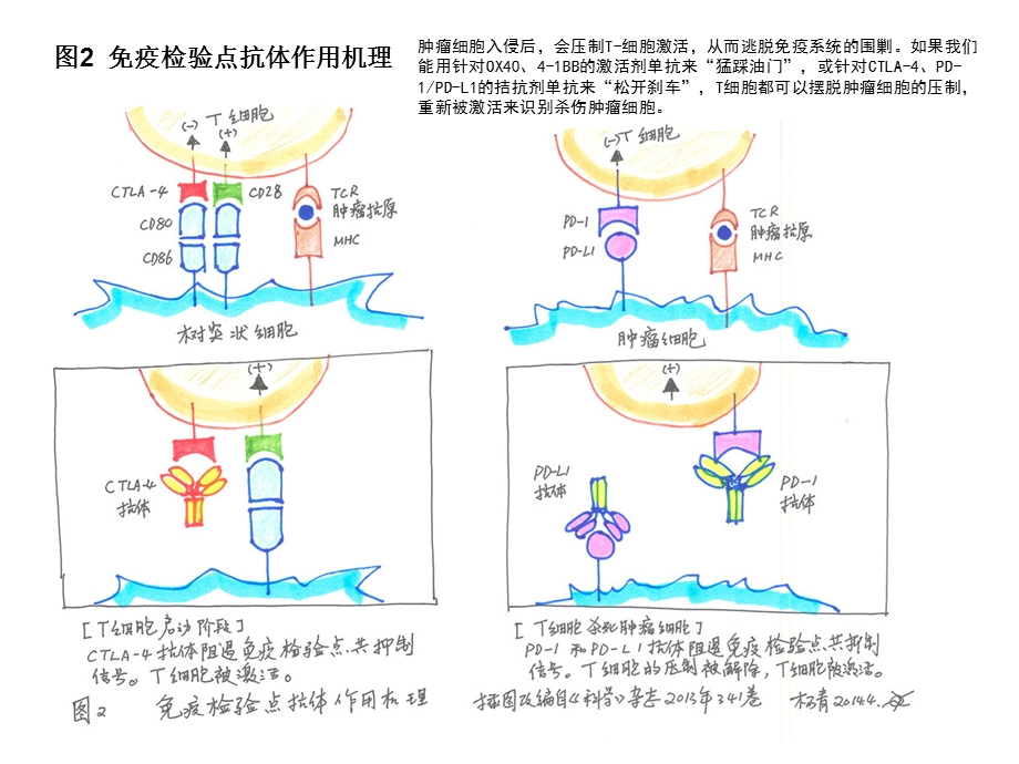 T细胞免疫图片.ppt_第2页