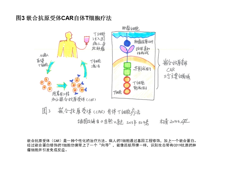 T细胞免疫图片.ppt_第3页