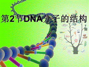 DNA分子的结构优质课课件.ppt