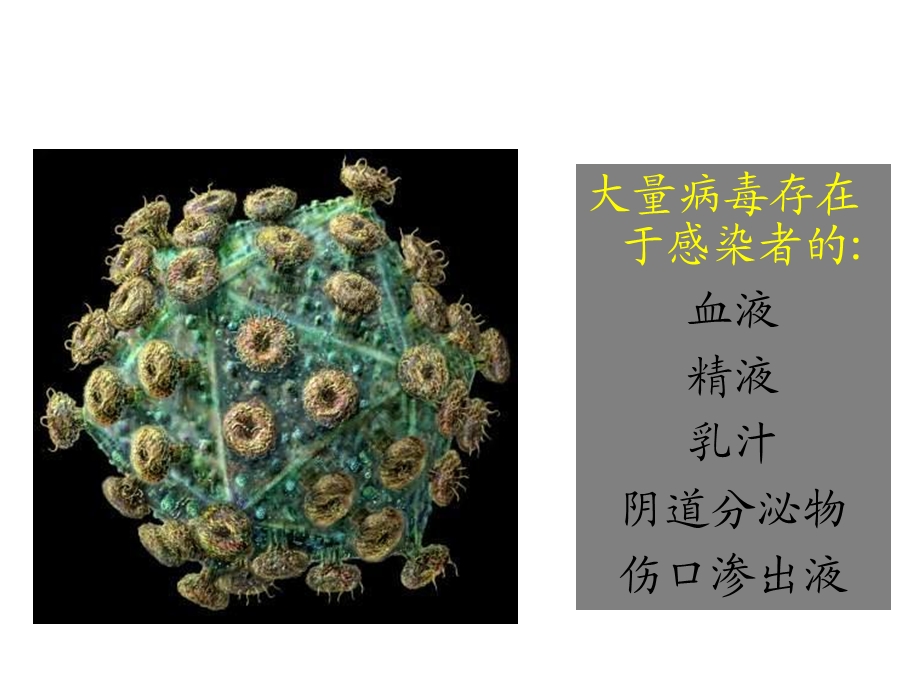 HIV的传染和致病.ppt_第3页