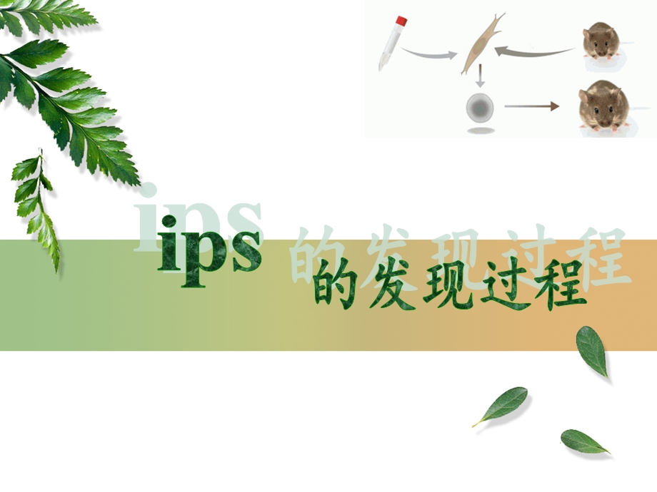 IPS的发现过程.ppt_第1页