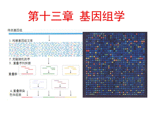 遗传学幻灯13.ppt