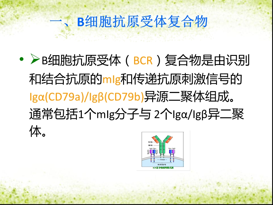 B淋巴细胞的表面分子及其作用.ppt_第3页