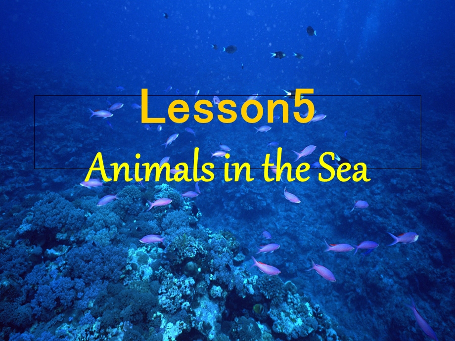 Animalsinthesea海里的动物.ppt_第1页