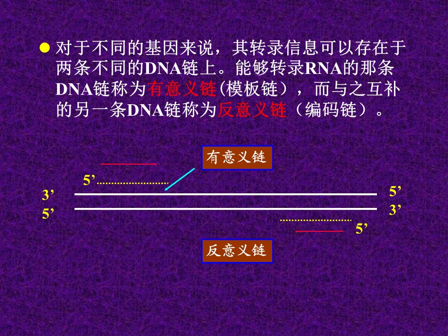 RNA的生物合成教学.ppt_第3页