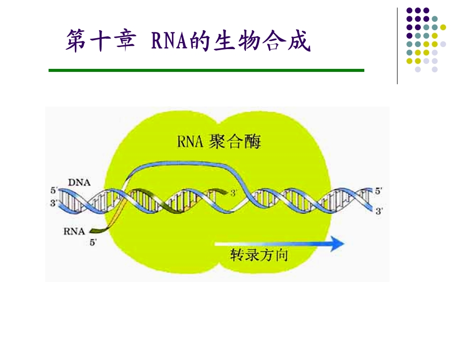 RNA的生物合成动物生化.ppt_第1页