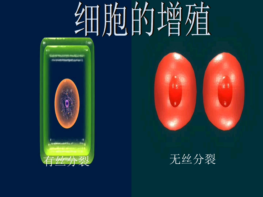 细胞增殖使用的.ppt_第1页