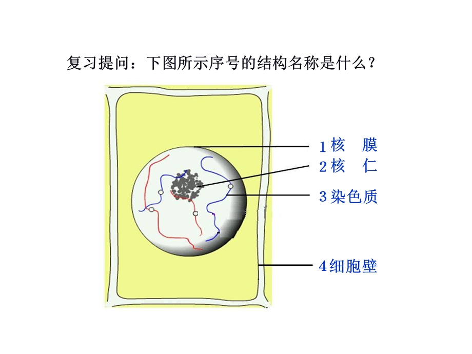 细胞增殖使用的.ppt_第2页