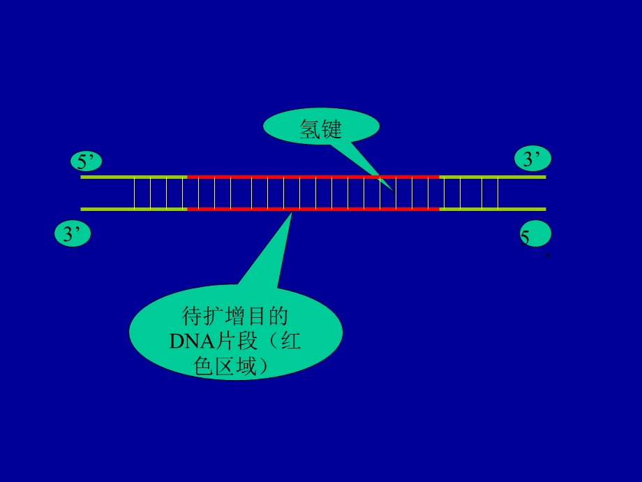 PCR基本原理示.ppt_第2页