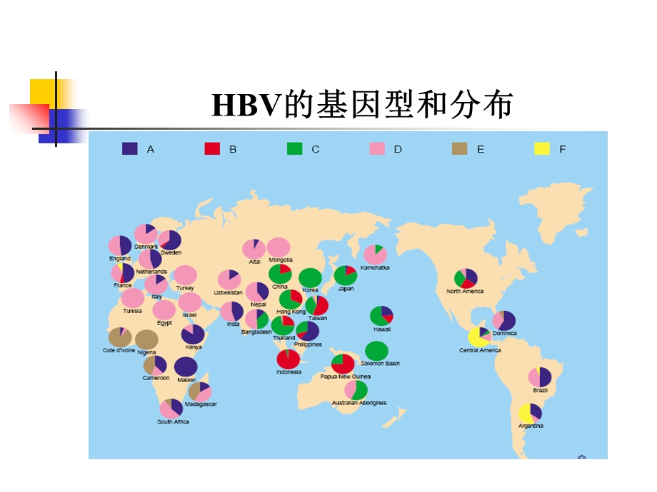 HBV基因分型的检测方法及临床意义.ppt_第3页