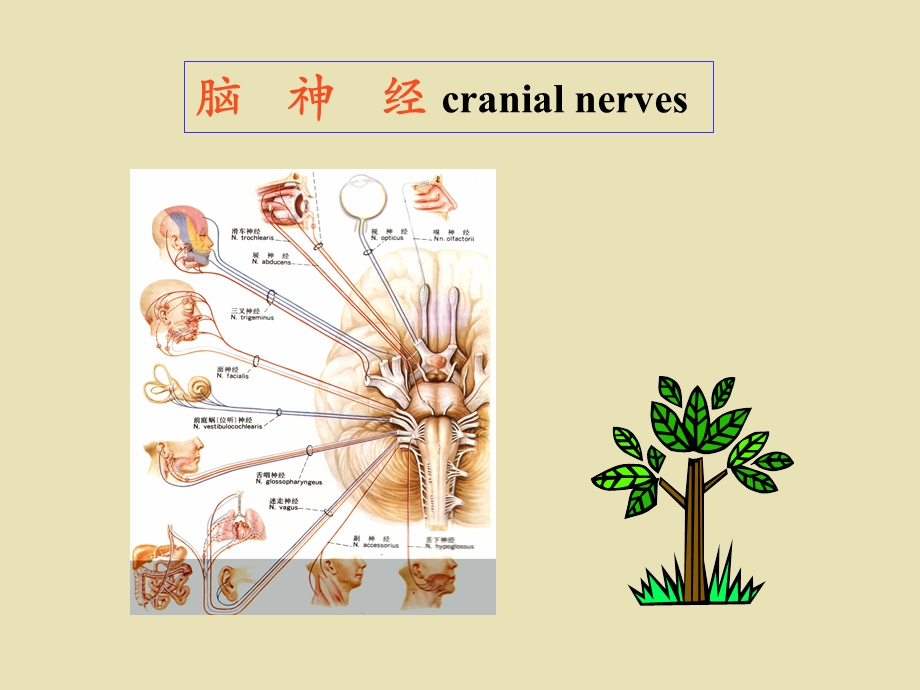 系统解剖概要脑神经.ppt_第1页