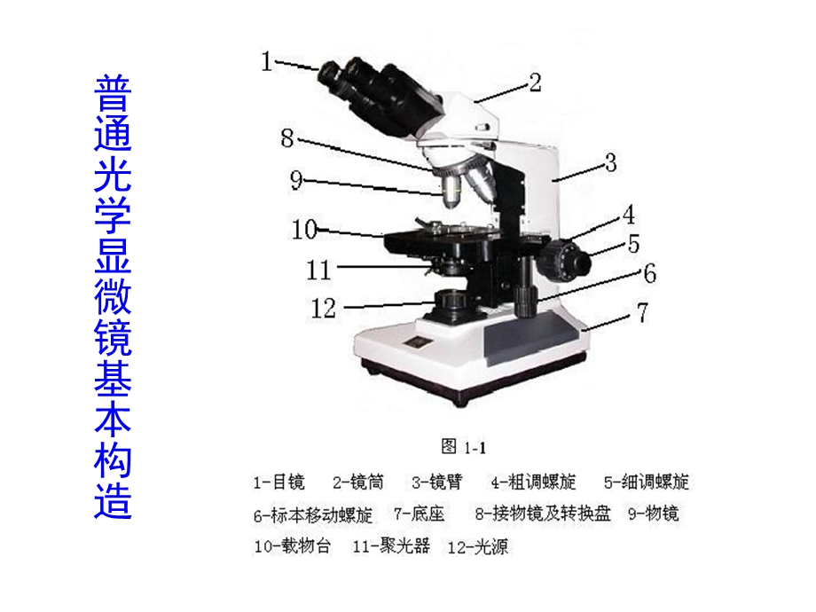 GHJ细菌基本形态及特殊结构观察.ppt_第1页